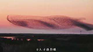 Famous EP0：I’m Setting Out to Simulate a Bird Murmuration — Do You Think I Can Make It? Net Worth