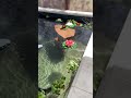 DIY Above ground dream koi pond with fish in it