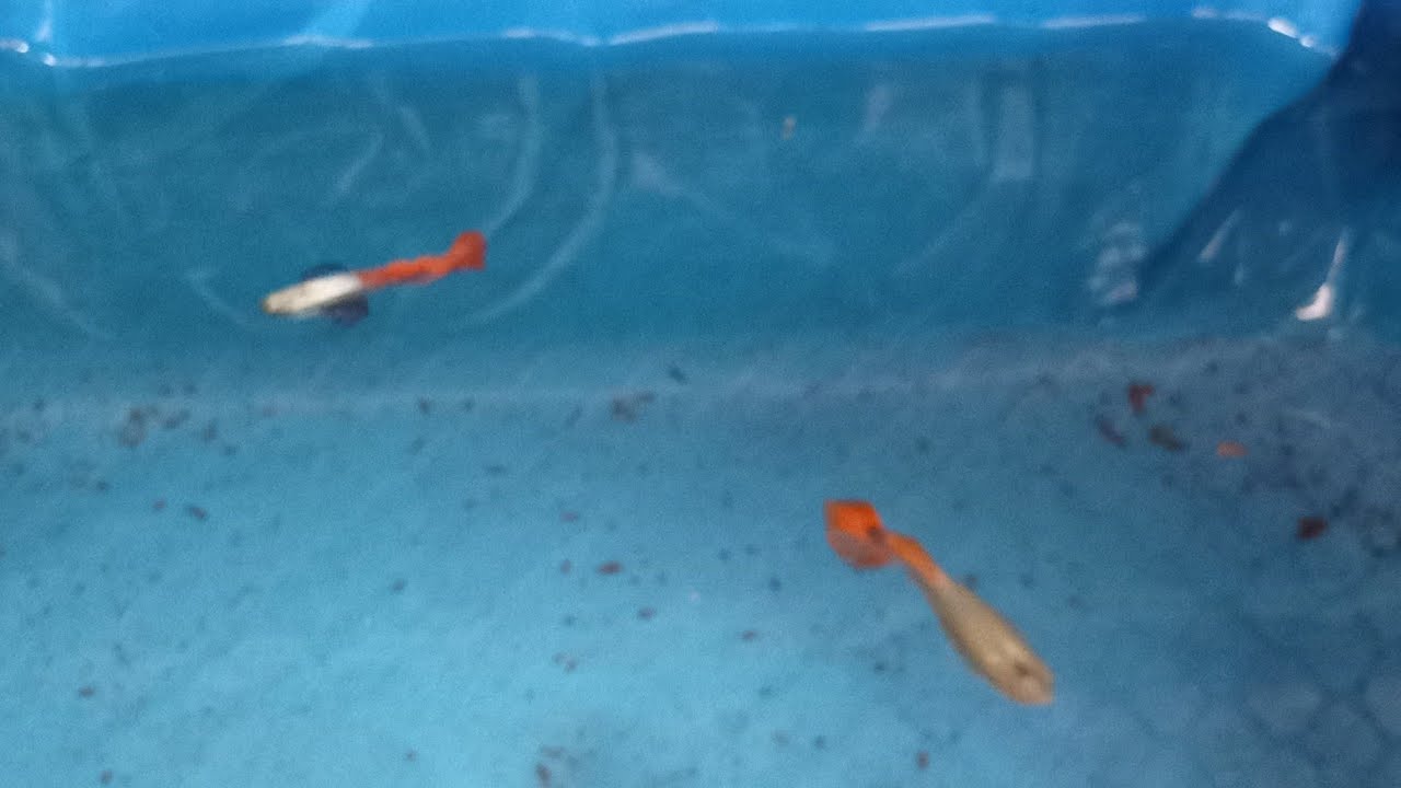 Red tail platinum dumbo elephant ear (RTP) update 