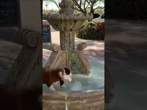 Funny Dog Plays