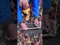 #trap #survival #skills #hunting #alamliar #short #forest