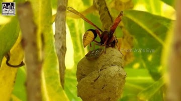 Mud Dauber Wasp Nest Building Video| Hardwork of Mud Dauber ( Wasp)
