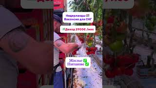 Сбор помидоров Нидерланды #рф #теплица #работазаграницей #россия #снг #рф #работаевропа