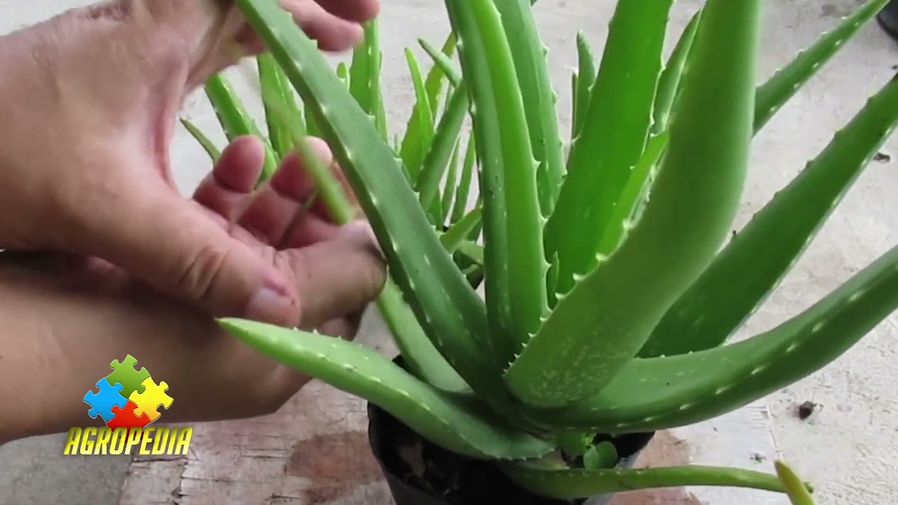 Cum ngrijeti corect Aloe Vera?