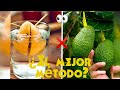 🥑 Cómo sembrar una semilla de aguacate