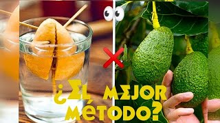 🥑 Cómo sembrar una semilla de aguacate