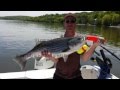 Stripers on the hudson  part 2