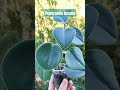Пеперомія сива- рослина з бархатисто-опушеними сіро-зеленими листями #кімнатнірослини #пеперомія