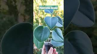 Пеперомія сива- рослина з бархатисто-опушеними сіро-зеленими листями #кімнатнірослини #пеперомія