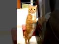 Cat Tumhara kya masal hai 🫢#shorts #viral #cat