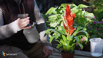 ¿Es mejor pulverizar o verter agua sobre las plantas?