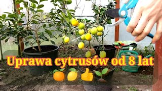 🍋 Jak uprawiać cytrynę aby owocowały, jak zimować, ziemia, cięcie. Uprawa cytrusów od 8 lat.🍊 Porady