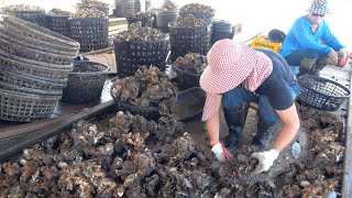 How to Harvest and Cook Oysters | Taiwanese Food