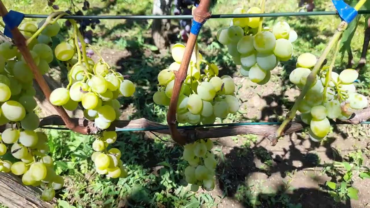 Vinova loza sorta Viktorija Bijela. Prvi rod