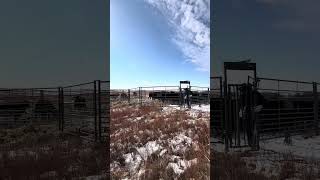 All-Purpose Corral: Bred Heifers