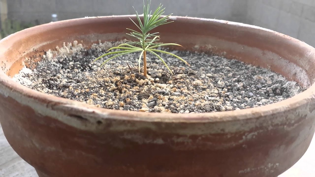growing a pinon pine tree from seed in tempe az youtube growing trees from seeds