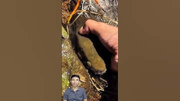 Bắt cá lóc, câu cá lóc đồng cần chú ý điều này #cacconvat #docla #fishing #ca7mau #phongthuy #cacanh