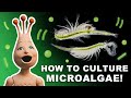 How to grow live microalgae to feed your seamonkeys  brine shrimp