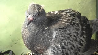 The Daily Life of a Baby Pigeon, DAY 10 - Territorial