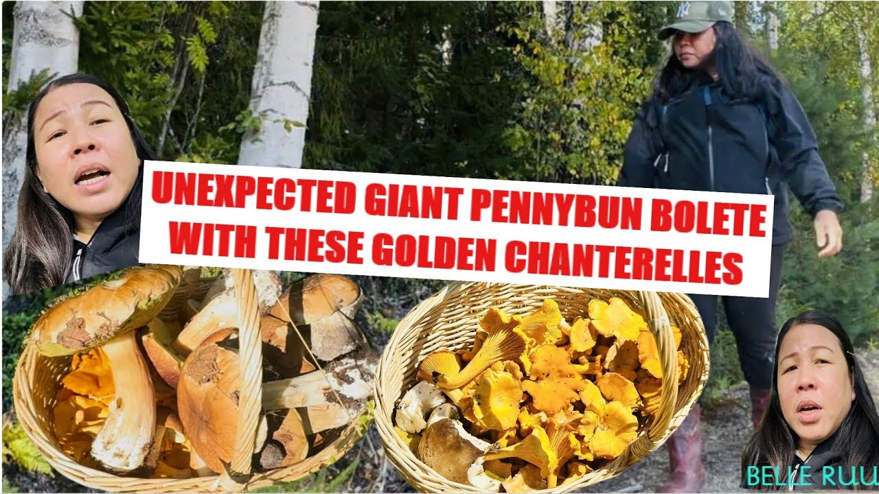 UNEXPECTED TO FIND GIANT PENNY BUN BOLETUS WHILE LOOKING FOR CHANTERELLES!