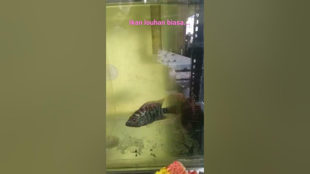 Ikan Louhan di Youtube