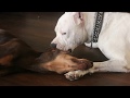 Stopping a Dogo Argentino from Playing Too Excitedly with Silence - PACK LEADER