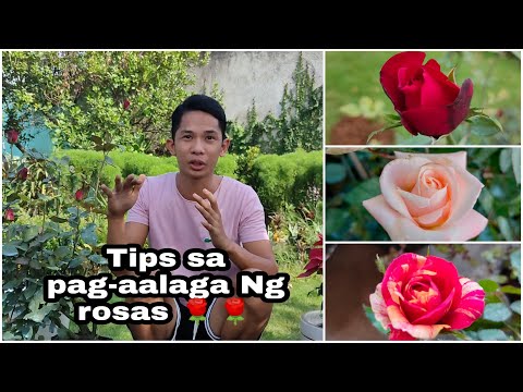 Video: Paano Lumikha Ng Isang Hardin Ng Rosas