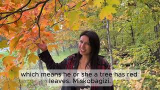 Miskobagizi = S/he a tree has red leaves (Ojibwe Word of the Day)