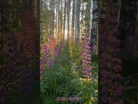 Вятка. Что может быть Прекраснее! 🌞❤Автор видео Евгений Карепанов.