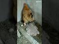 الفرخه بتبيض ضحك للركب