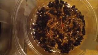 Dermestids Canada Mealworm Timelapses 2017 2019 #10,133 3
