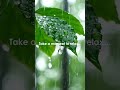 Cozy Rainstorm Sounds Deep Sleep and Relaxation #rainsounds #studymusic #peaceful