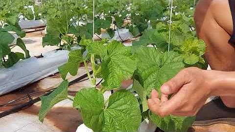 (Video7) Công Đoạn Cuốn Dây Cho Dưa Lưới