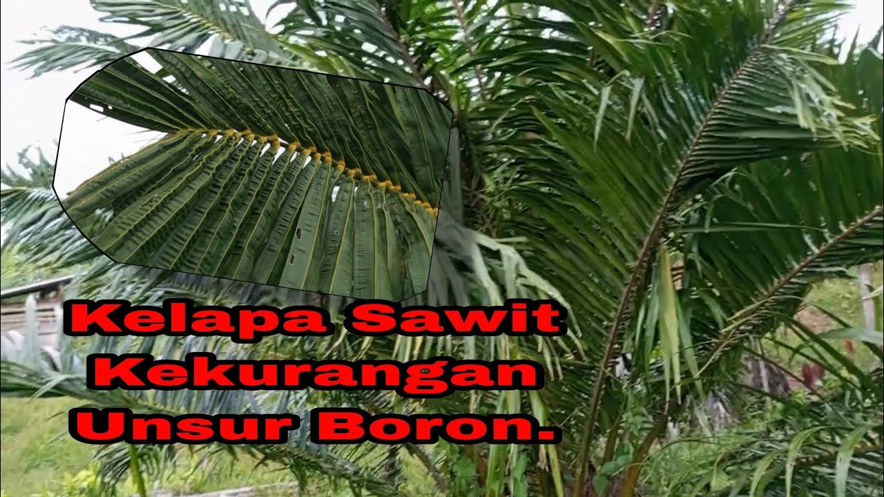 Ciri Fisik Kelapa Sawit Kekurangan Unsur Boron - YouTube