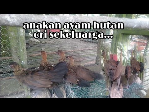 Video: Bagaimana anda mendapatkan anak pokok hutan?