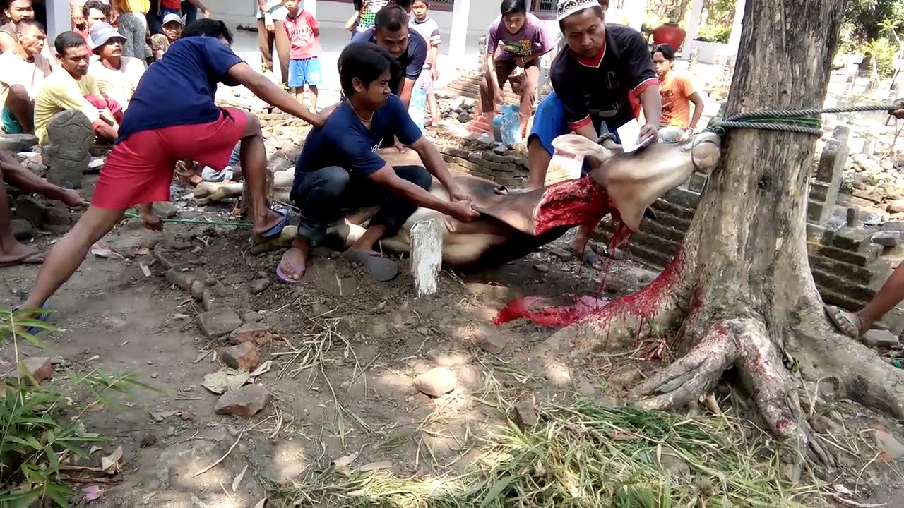  Potong  sapi Qurban di  cirebon  YouTube