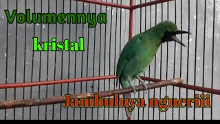 Ngeplong Khas Cucak Ijo buat mancing ijo lain macet jadi bunyi || 100% manjur