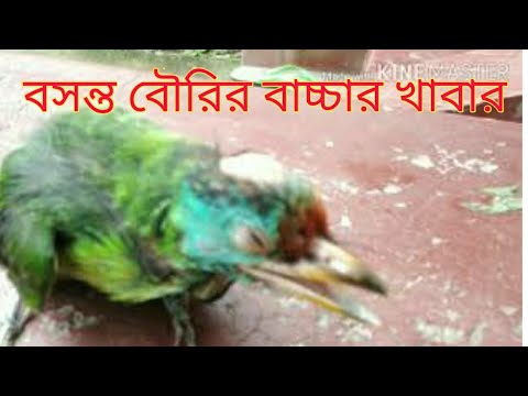 ভিডিও: বারবোট কী খায়: বাসস্থান, প্রজাতির বিবরণ, ছবি