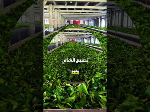 تصنيع الشاي