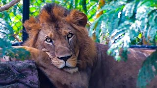 explore the lions secret life and daily routing #srilanka #lion #episode