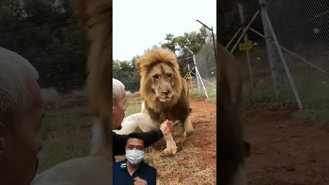 The Protective King Deanschneider Lion