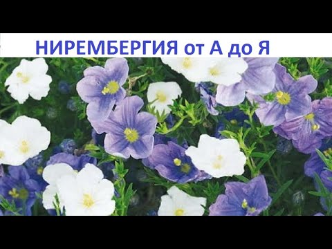 Бейне: Ньербергия шыны гүлі туралы ақпарат - Ниербергия өсімдіктерін өсіру бойынша кеңестер