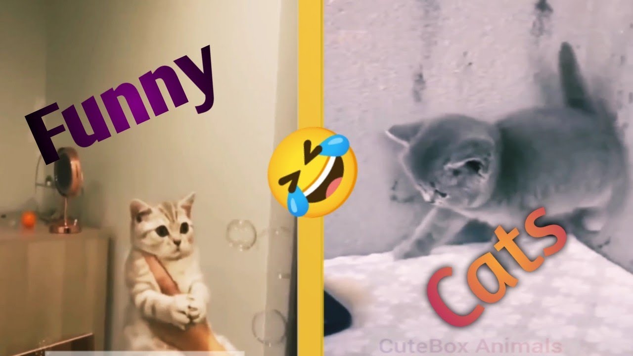 so funny  super cats and dogs reaction videos animals