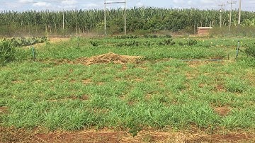 Experimentação agrícola