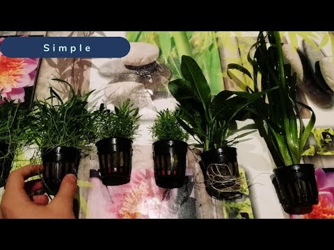 Vídeo: Com Plantar Plantes D’aquari