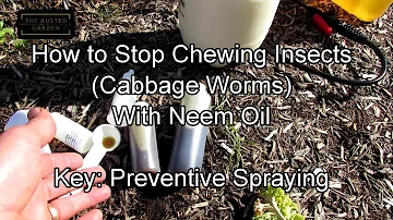 How to Manage Chewing Worm Damage with Neem Oil: Recipe, Preventive Spraying, Kales & Cabbages, Tips