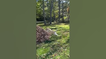 Don’t stop beleafin’ 🍁🍂