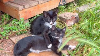 Wrestler kittens challenge each other, meow