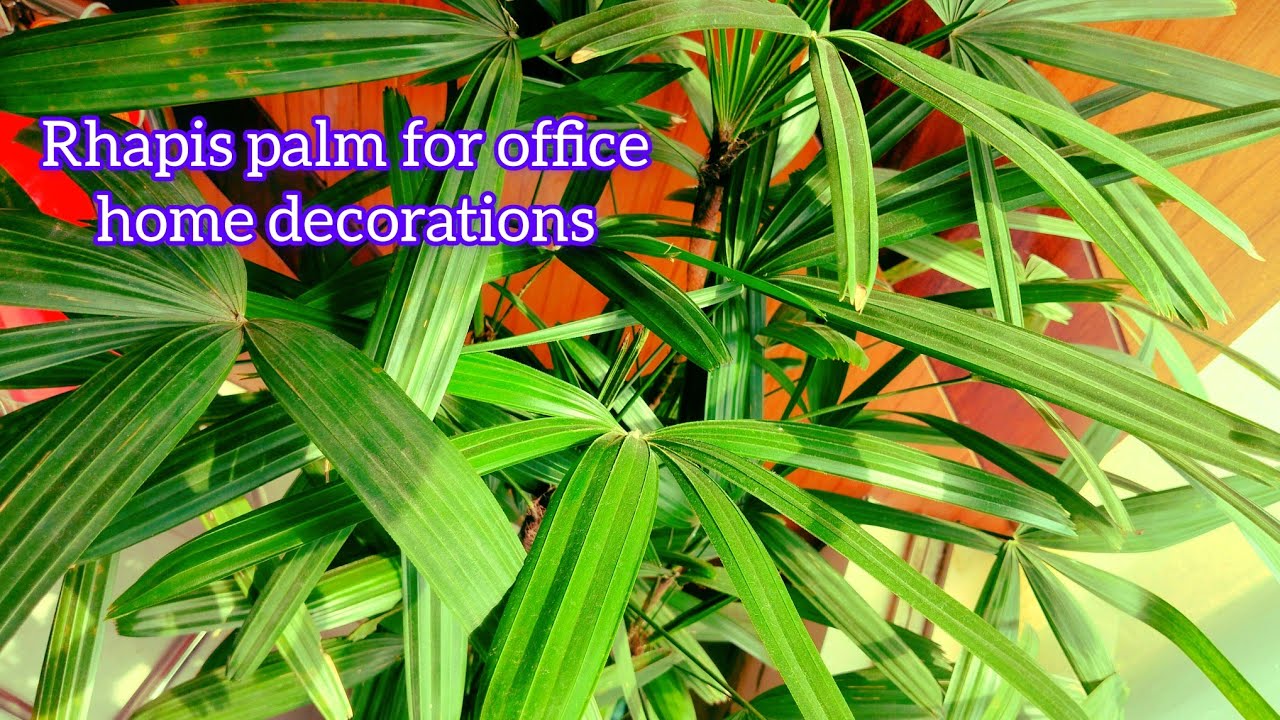 Best Indoor Plants India Best Indoor Plants for Clean Air Top 10