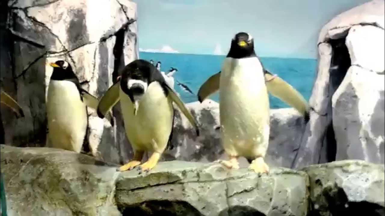 "J.B. Eagle Reviews" Episode 71: "The Penguins of Madagascar (TV Series)" Review